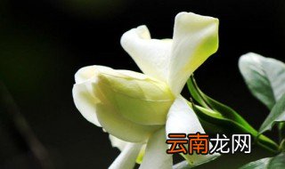 喜欢酸性土壤的植物有哪些 喜欢酸性土壤的绿植有哪些