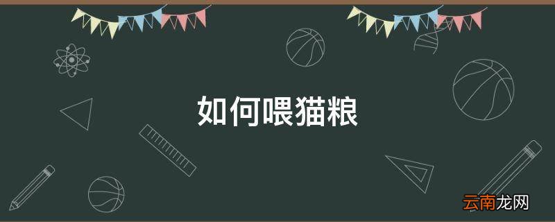 如何喂猫粮