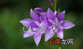 喜阴的开花植物有哪些适合盆栽 喜阴的开花植物有哪些