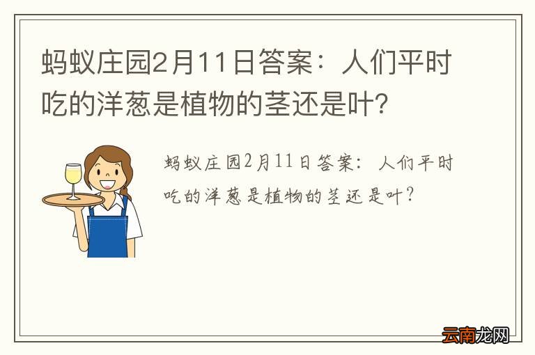 蚂蚁庄园2月11日答案：人们平时吃的洋葱是植物的茎还是叶？