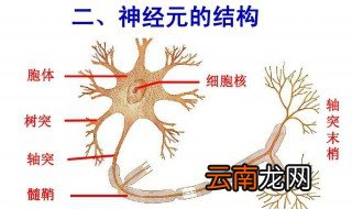 神经元的结构组成 神经元的结构组成是什么？