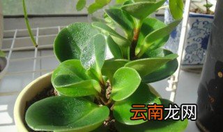 阴性植物的常见植物 常见的阴性植物有哪些