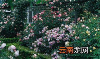 什么藤蔓植物喜阴，喜阴的藤蔓花卉