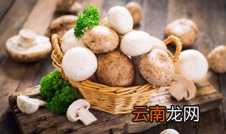 蘑菇属于微生物还是植物 蘑菇是微生物还是孢子植物
