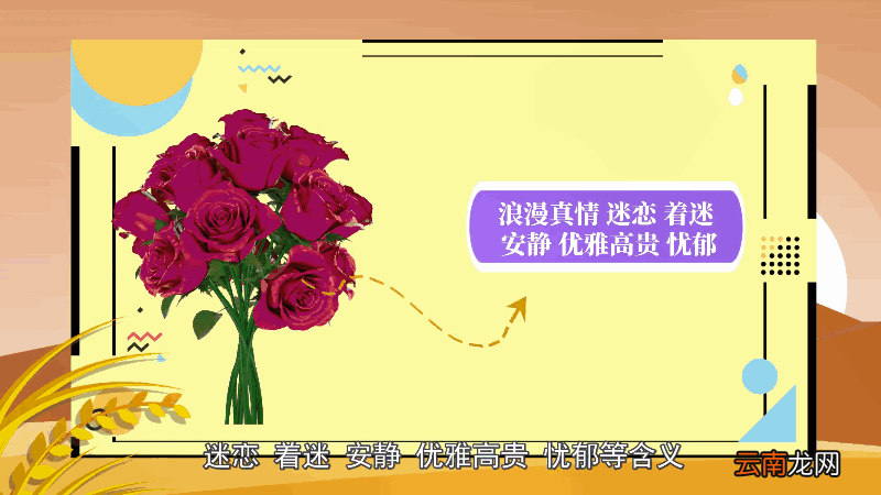 紫玫瑰的花语 紫玫瑰的花语是什么