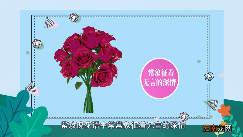 紫玫瑰的花语 紫玫瑰的花语是什么