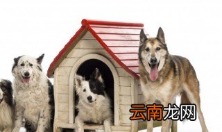 不可拆洗的狗窝怎么洗 狗窝可以机洗吗
