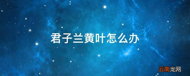 君子兰黄叶怎么办