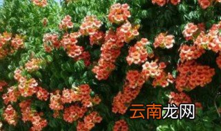 开橘色花的爬藤植物是什么 开红色花的爬藤类植物