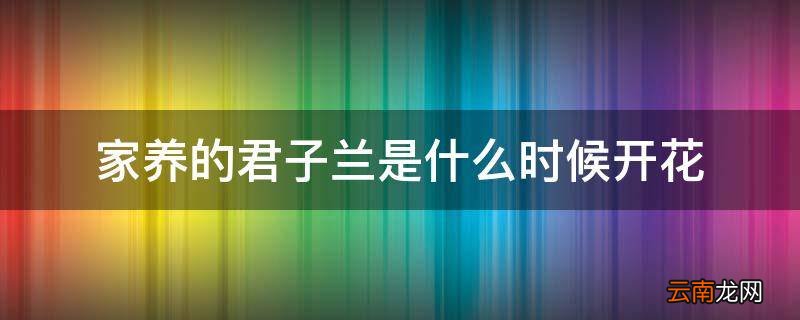 家养的君子兰是什么时候开花