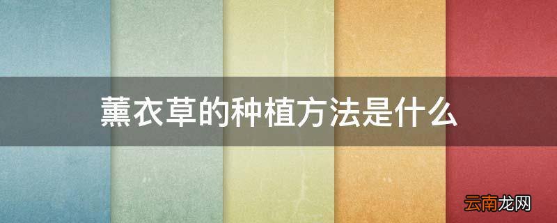 薰衣草的种植方法是什么