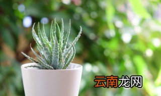阳台适合种什么样的植物 适合阳台种植的植物有哪些