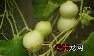 葫芦是木本植物吗 葫芦是草本植物还是木本植物