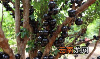 嘉宝果的皮可以吃吗 嘉宝果的核可以吃