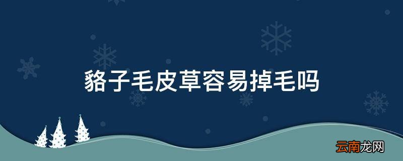 貉子毛皮草容易掉毛吗