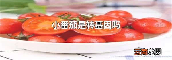 小番茄是转基因吗