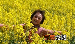 油菜花的样子描写 油菜花的介绍
