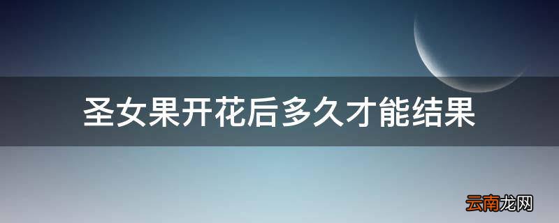 圣女果开花后多久才能结果