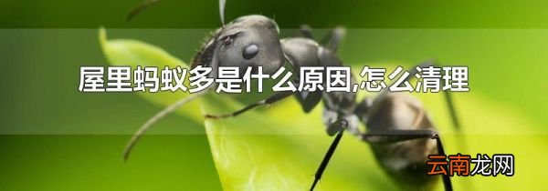屋里蚂蚁多是什么原因,怎么清理