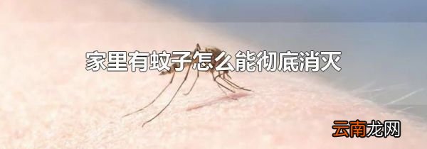 家里有蚊子怎么能彻底消灭