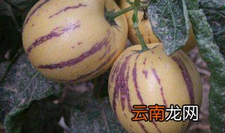 吃人参果会发胖吗 人生果吃多了会不会变胖