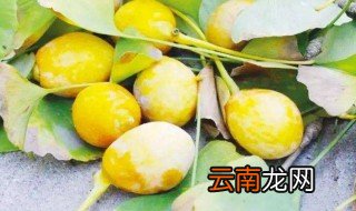 银杏果可以生吃吗 银杏果能不能生吃呢