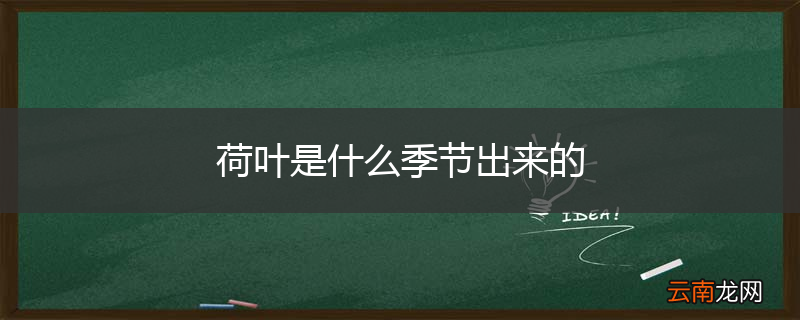荷叶是什么季节出来的