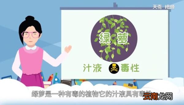 绿萝有毒吗绿萝是否有毒