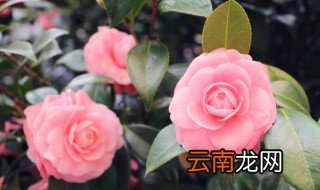 梦见花朵是什么意思 梦见花朵的意思