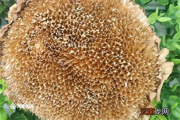 葵花盘的功效与作用 葵花盘的功效与作用是