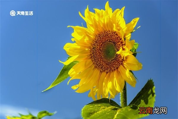 葵花盘的功效与作用 葵花盘的功效与作用是