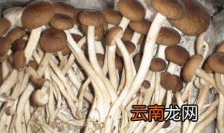 茶树菇发霉吃了会怎样 茶树菇发霉能吃吗