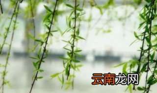 端午为什么插柳条 端午插柳条的由来