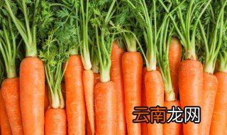 胡萝卜为什么会发芽 胡萝卜发芽的原因