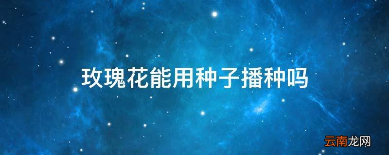 玫瑰花能用种子播种吗