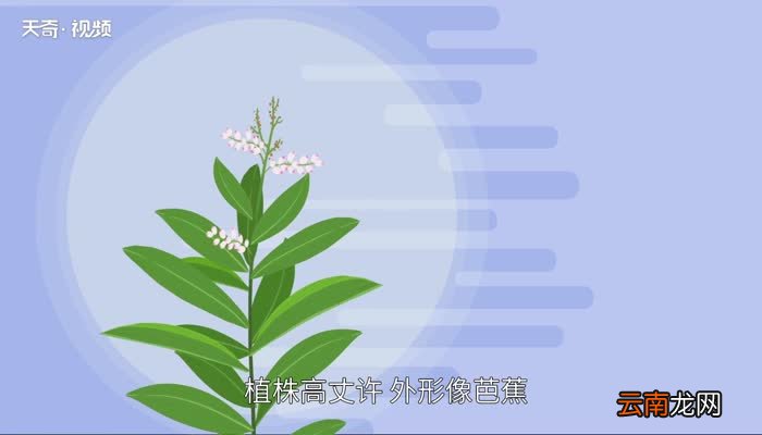 豆蔻是什么 豆蔻是什么香料