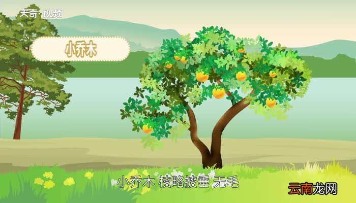 葡萄柚是什么 葡萄柚是什么水果