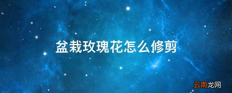 盆栽玫瑰花怎么修剪
