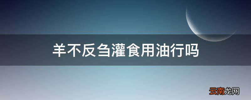 羊不反刍灌食用油行吗