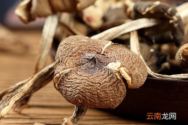 鸡枞菌的功效与作用 鸡枞菌的食用禁忌