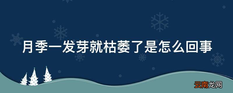 月季一发芽就枯萎了是怎么回事