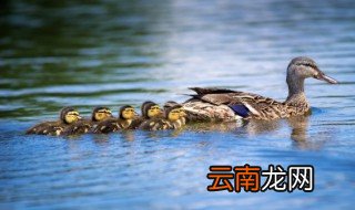 元宵节吃鸭子吗 端午为什么要吃鸭子