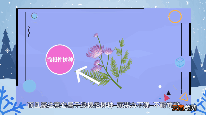 合欢花花语 合欢花花语是什么