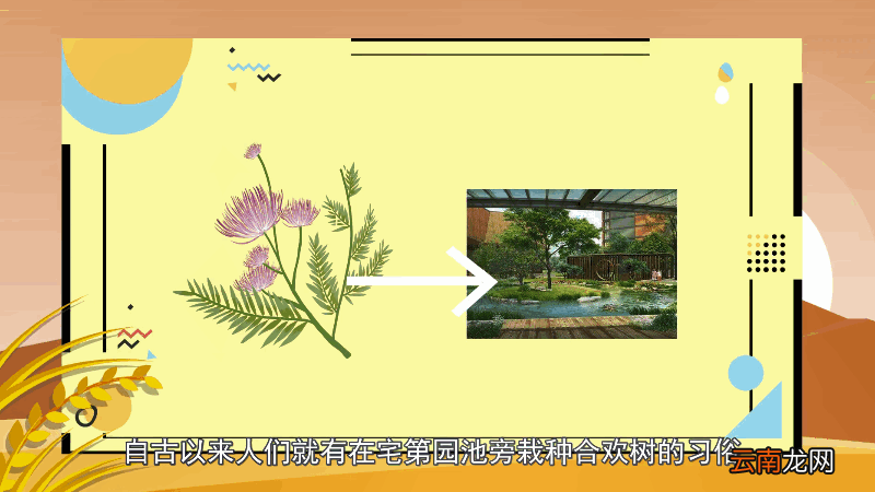 合欢花花语 合欢花花语是什么