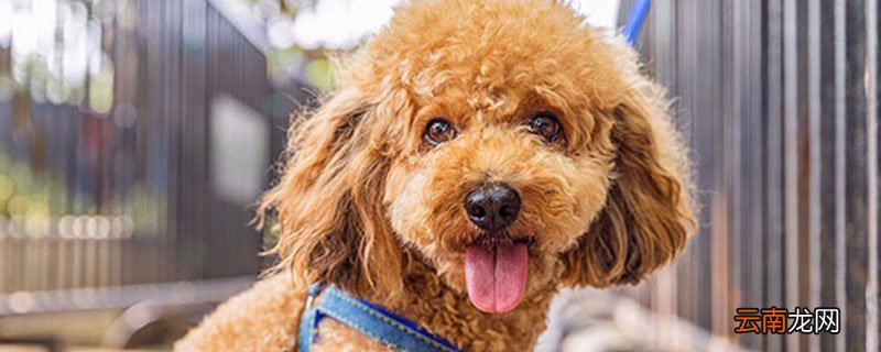 中国十大禁犬 中国十大禁犬是什么