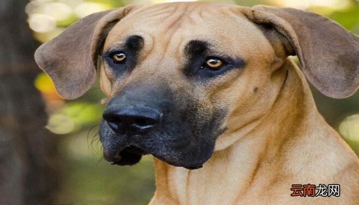 中国十大禁犬 中国十大禁犬是什么
