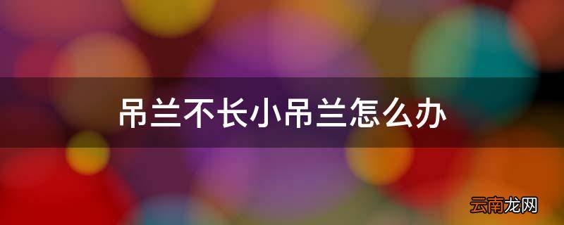 吊兰不长小吊兰怎么办