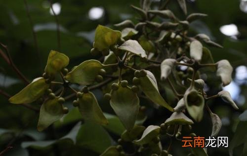 梧桐子的常见用法 这样服用效果好