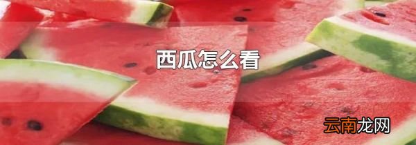 西瓜怎么看
