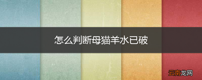 怎么判断母猫羊水已破